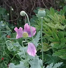 Plant showing the typical glaucous appearance