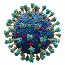 Scientifically accurate atomic model of the external structure of SARS-CoV-2. Each "ball" is an atom.