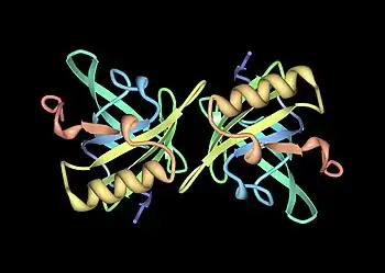 A ribbon diagram of two identical horse allergen molecules, symmetrically arranged in a crystal structure.