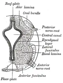 The basal plate (basal lamina) is separated from the alar plate (alar lamina) by the sulcus limitans (unlabeled).