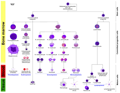 More complete lineages