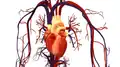 Heart illustration with circulatory system