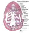 Microscopic cross section through the pharynx of a larva from an unknown lamprey species.