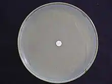 Mueller-Hinton agar showing MRSA resistant to an oxacillin disk