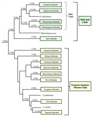 A conceptual diagram of Streptococcus subclade taxonomy based on phylogenetic trees and the conserved signature indels (CSIs) that are specifically shared by groups of streptococci. The number of CSIs identified for each group is shown.