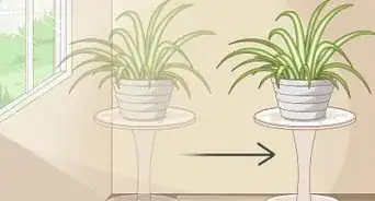 Care for a Spider Plant