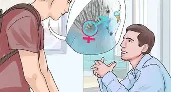 Identify Your Budgie's Sex