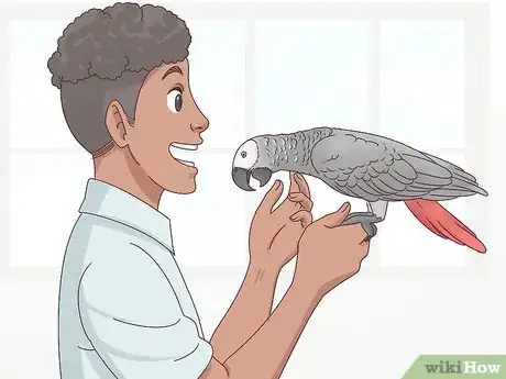 Image titled Choose an African Grey Parrot Step 9