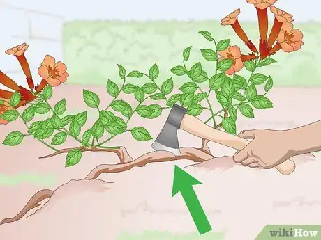 Image titled Kill Trumpet Vine Step 1