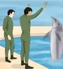 Become a Dolphin Trainer