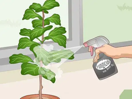 Image titled Revive a Fiddle Leaf Fig Step 3