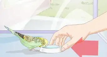 Feed Budgies