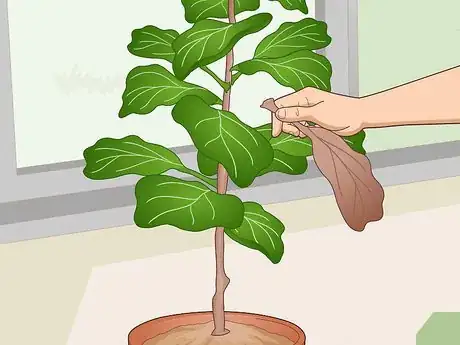 Image titled Revive a Fiddle Leaf Fig Step 1