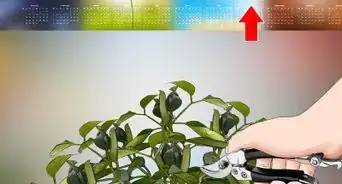 Grow Jasmine from Cuttings