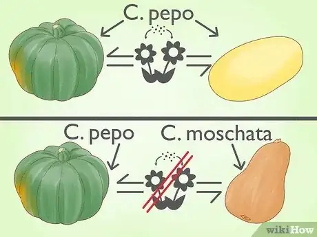 Image titled Cross Pollinate Different Vegetables to Create Hybrids Step 1