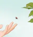 Take Care of a Ladybug