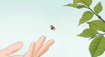 Take Care of a Ladybug