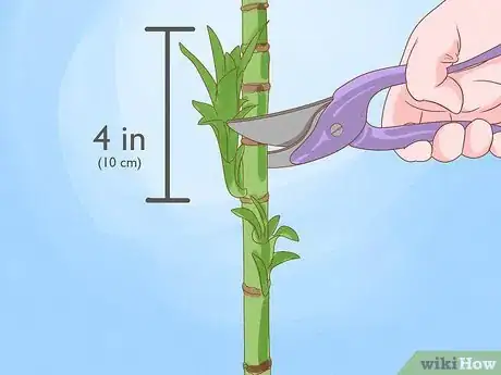 Image titled Trim Lucky Bamboo Plants Step 7