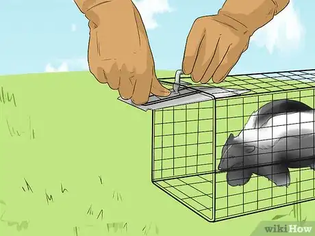 Image titled Approach and Release a Skunk from a Live Trap Step 9