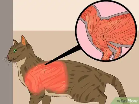 Image titled Identify an Egyptian Mau Step 4