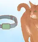 Have Fun with Your Cat