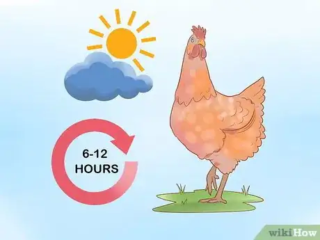 Image titled Tell when a Hen Is Ready to Lay Step 8