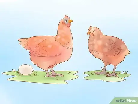 Image titled Tell when a Hen Is Ready to Lay Step 1