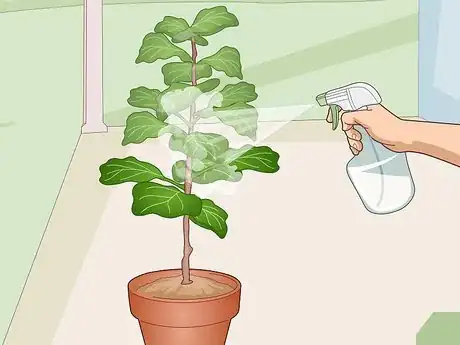 Image titled Revive a Fiddle Leaf Fig Step 11