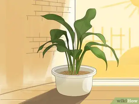 Image titled Save an Overwatered Plant Step 7