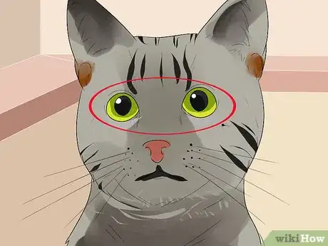 Image titled Identify an Egyptian Mau Step 2