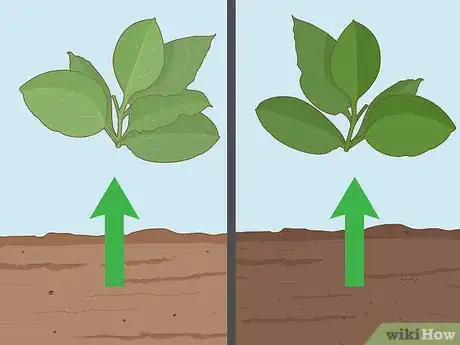 Image titled Grow Tobacco Step 1