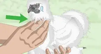 Pet a Chicken