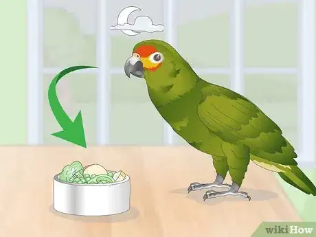 Image titled Feed an Amazon Parrot Step 10