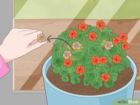 Image titled Grow Nasturtium Indoors Step 12