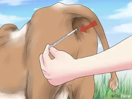 Image titled Diagnose and Treat Scours in Calves Step 4