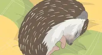 Take Care of a Hedgehog