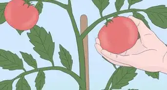 Grow Tomatoes from Seeds