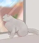 Stop a Cat from Scratching the Door