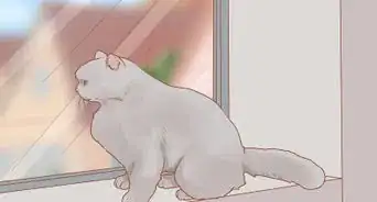 Stop a Cat from Scratching the Door