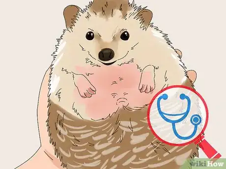 Image titled Care for a Hedgehog with Wobbly Hedgehog Syndrome Step 1