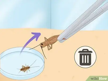 Image titled How Many Crickets to Feed a Baby Bearded Dragon Step 10