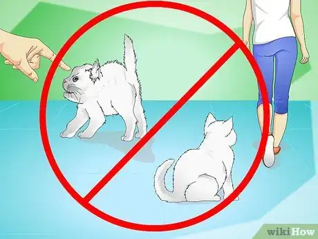 Image titled Stop Kittens from Crying Step 13