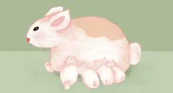 Take Care of a Pregnant Rabbit