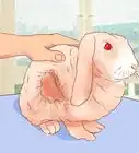 Deal with a Sick Rabbit