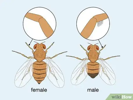 Image titled Distinguish Between Male and Female Fruit Flies Step 5