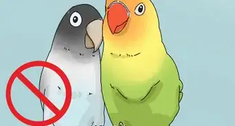 Determine the Sex of a Lovebird