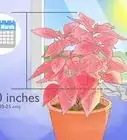 Grow Poinsettia