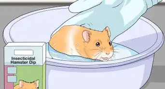 Get Rid of Mites on Hamsters