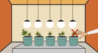 Plant Cannabis Seeds Indoors