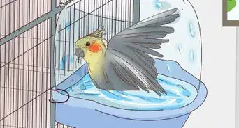 Buy a Pet Cockatiel